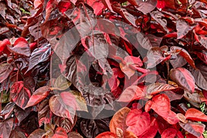 Copperleaf plant Acalypha wilkesiana, red leaves - Pembroke Pines, Florida, USA