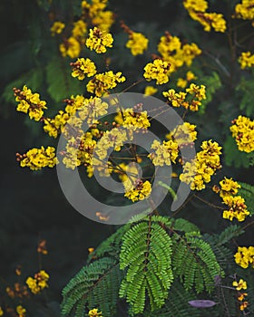 Copperpod yellow flowers