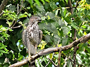 Coppers Hawk resting on a tree branch on a sunny day photo