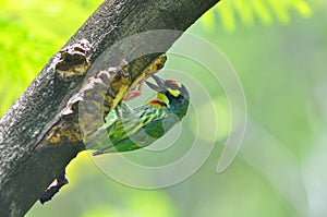 Coppersmith barbet