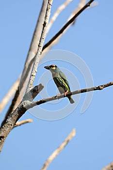 Coppersmith barbet