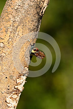 Coppersmith barbet