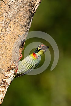 Coppersmith barbet