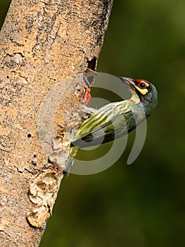 Coppersmith barbet