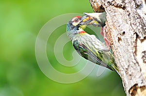 Coppersmith barbet bird