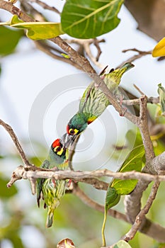 Coppersmith Barbet bird fighting together