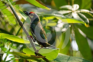 Coppersmith barbet bird in the garden