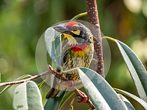 The Coppersmith barbet bird