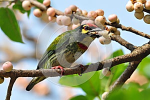 Coppersmith Barbet 2