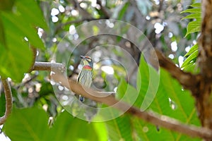 Coppersmith barbet cling to a branch near its nest