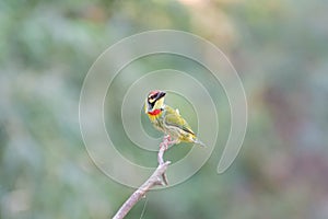 Coppersmith barbet crimson-breasted barbet