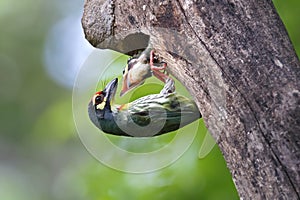 Coppersmith Barbet Megalaima haemacephala Baby Birds in Tree hollow