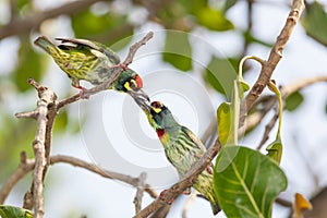 Coppersmith Barbet (Megalaima haemacephala)bird fighting together