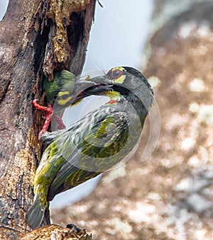 Coppersmith Barbet Megalaima haemacephala Statius Muller bird, Bird feeding