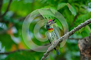 Coppersmith barbet on tree in nature