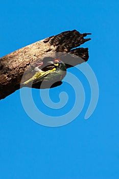 A Coppersmith barbet was excavating a nesting cavity in a rotten branch