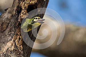 Coppersmith BarbetMegalaima haemacephala, A chick waits for his feed from mother,