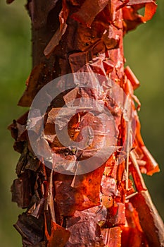 A Copperwood Tree at the Island of Cuba