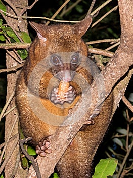 Coppery Brush-tailed Possum in Australia