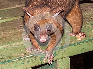 Coppery Brush-tailed Possum in Australia