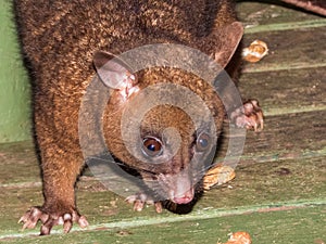 Coppery Brush-tailed Possum in Australia