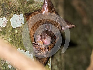 Coppery Brush-tailed Possum in Australia