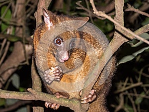 Coppery Brush-tailed Possum in Australia