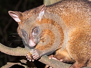 Coppery Brush-tailed Possum in Australia