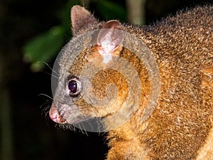 Coppery Brush-tailed Possum in Australia