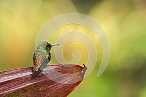 Coppery-headed emerald, Costa Rica