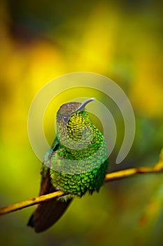 Coppery-headed Emerald, Elvira cupreiceps, beautiful hummingbird from, green bird, scene in tropical forest, animal in the nature photo