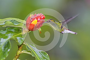 Coppery-headed Emerald - Elvira cupreiceps photo