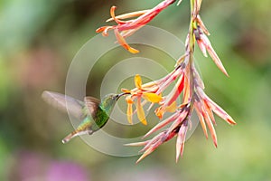 Coppery-headed Emerald, Elvira cupreiceps, hovering next to orange flower, bird from mountain tropical forest, Costa Rica