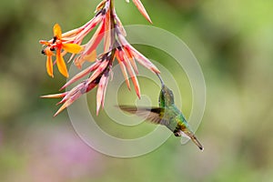 Coppery-headed Emerald, Elvira cupreiceps, hovering next to orange flower, bird from mountain tropical forest, Costa Rica photo