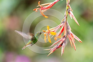 Coppery-headed Emerald, Elvira cupreiceps, hovering next to orange flower, bird from mountain tropical forest, Costa Rica photo
