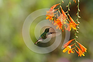 Coppery-headed Emerald, Elvira cupreiceps, hovering next to orange flower, bird from mountain tropical forest, Costa Rica