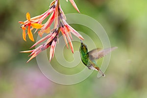 Coppery-headed Emerald, Elvira cupreiceps, hovering next to orange flower, bird from mountain tropical forest, Costa Rica photo