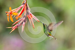 Coppery-headed Emerald, Elvira cupreiceps, hovering next to orange flower, bird from mountain tropical forest, Costa Rica photo