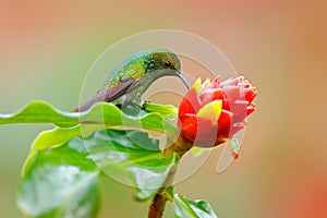 Coppery-headed emerald, Elvira cupreiceps, hummingbird with clear green background in Ecuador. Hummingbird in nature habitat. Bird photo