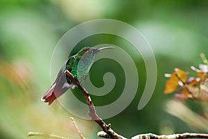 Coppery-headed emerald Elvira cupreiceps sitting on branch, bird from mountain tropical forest, Waterfalls garden, Costa Rica