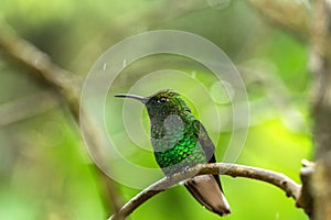 Coppery-headed emerald Elvira cupreiceps sitting on flower, bird from mountain tropical forest, Waterfalls garden, Costa Rica photo