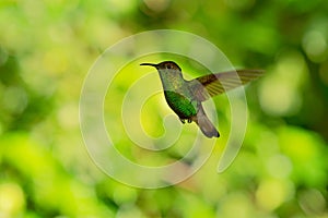 Coppery-headed Emerald - Elvira cupreiceps small flying hummingbird endemic to Costa Rica photo
