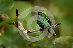 Coppery-headed Emerald - Elvira cupreiceps small hummingbird endemic to Costa Rica photo