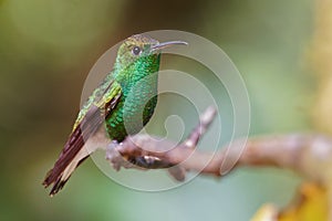 Coppery-headed Emerald - Elvira cupreiceps small hummingbird endemic to Costa Rica photo