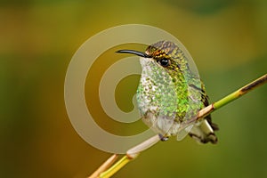 Coppery-headed Emerald - Elvira cupreiceps small hummingbird endemic to Costa Rica, bird feeds on nectar and small invertebrates, photo