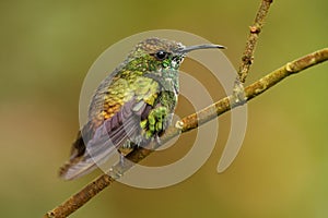 Coppery-headed Emerald - Elvira cupreiceps small hummingbird endemic to Costa Rica, bird feeds on nectar and small invertebrates, photo
