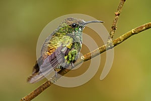 Coppery-headed Emerald - Elvira cupreiceps small hummingbird endemic to Costa Rica, bird feeds on nectar and small invertebrates,