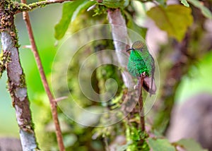 Coppery-headed Emerald Hummingbird (Elvira cupreiceps) Outdoors photo