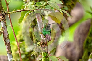 Coppery-headed Emerald Hummingbird (Elvira cupreiceps) Outdoors photo