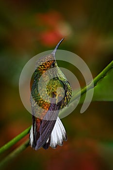 Coppery-headed emerald, hummingbird Endemic in Costa Rica. Tinny bird in the nature forestr habitat